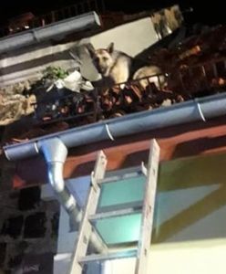 Nietypowa interwencja strażaków. Pies wystraszył się petard i... uciekł na dach