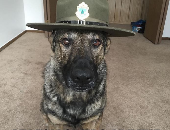 On wcale nie ma pieskiego życia. Poznajcie Maximusa