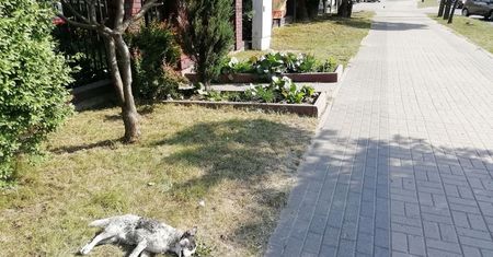 Radzymin: nikt nie chce uprzątnąć martwego psa. "Nawet skoszono wokół niego trawę"