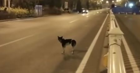 Pies czekał 83 dni w miejscu, gdzie zginęła jego właścicielka