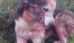 Ludzie nie mają sumienia? Ktoś brutalnie pobił psa i porzucił przy torach