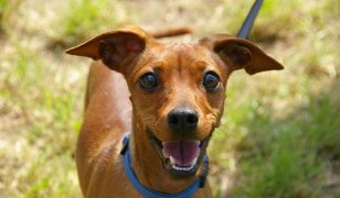 Wyrzucisz zwierzę z domu? Znajdą cię