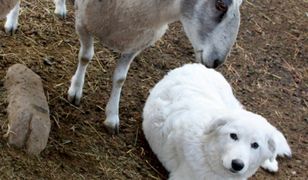 Sąd nakazał podciąć psom struny głosowe. Powód? za głośno szczekały