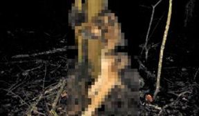 Powiesił psa na drzewie. Poszukuje go policja