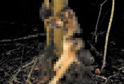 Powiesił psa na drzewie. Poszukuje go policja