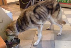 Uszkodzone nerki, niewydolność serca, guz w pachwinie. Julek umierał z głodu w pustym mieszkaniu