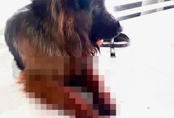 Policjanci zastrzelili psa podczas interwencji. Obrońcy zwierząt: "Bestie, oprawcy"