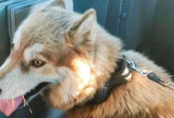 Policjanci uratowali psa przywiązanego do drzewa. Teraz szukają sprawcy