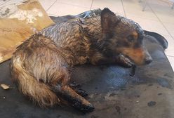 Pies przyklejony do asfaltu. Dramatyczna akcja ratunkowa