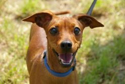 Wyrzucisz zwierzę z domu? Znajdą cię