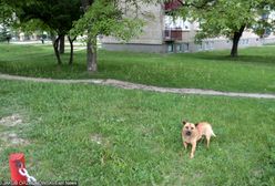 Dramatyczne sceny na Grochowie. Trzy psy zaatakowały dziewczynkę