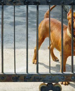 Pies zaatakował dziewczynkę na lotnisku. Matka żąda ogromnego odszkodowania