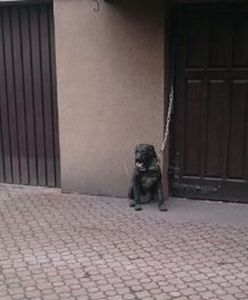 "Od trzech dni nie dostaje jedzenia". Ta interwencja strażników była inna niż wszystkie