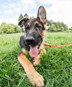 Nowe zasady wyprowadzania psów bez smyczy. Kary nawet do 5 tys. zł