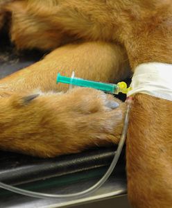 Epidemia COVID-19. Weterynarze dementują plotki o usypianiu zwierząt