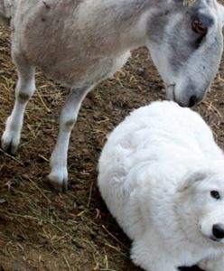 Sąd nakazał podciąć psom struny głosowe. Powód? za głośno szczekały