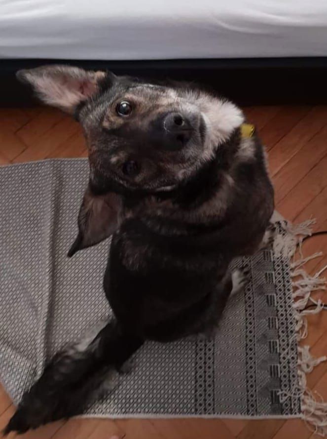 Obraz
