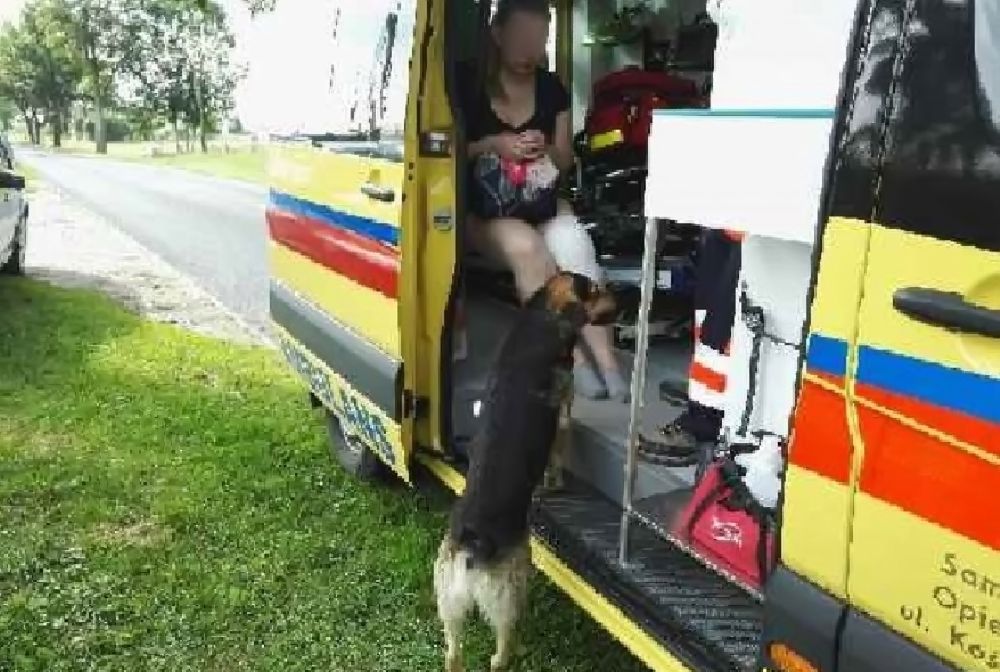Ta scena wzruszyła nawet policjantów. Kobieta rozbiła auto omijając psa. Zwierzak wrócił...