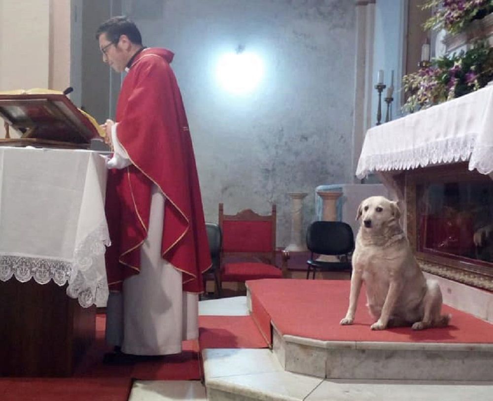 Pies znalazł schronienie w kościele. Został "ministrantem"
