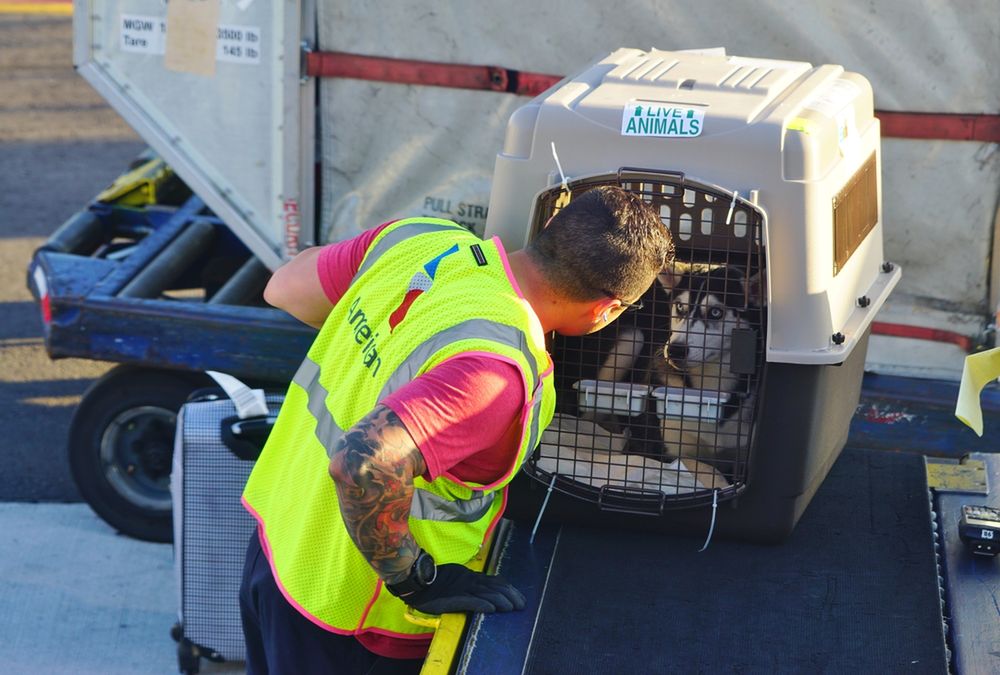 Kolejna wpadka United Airlines. Linia wysłała psa na drugi koniec świata