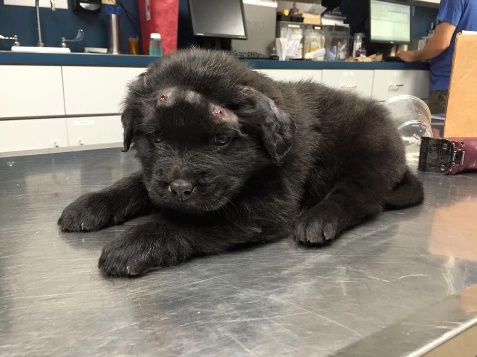 Słodki szczeniak padł ofiarą bezmyślnej zabawy nastolatków