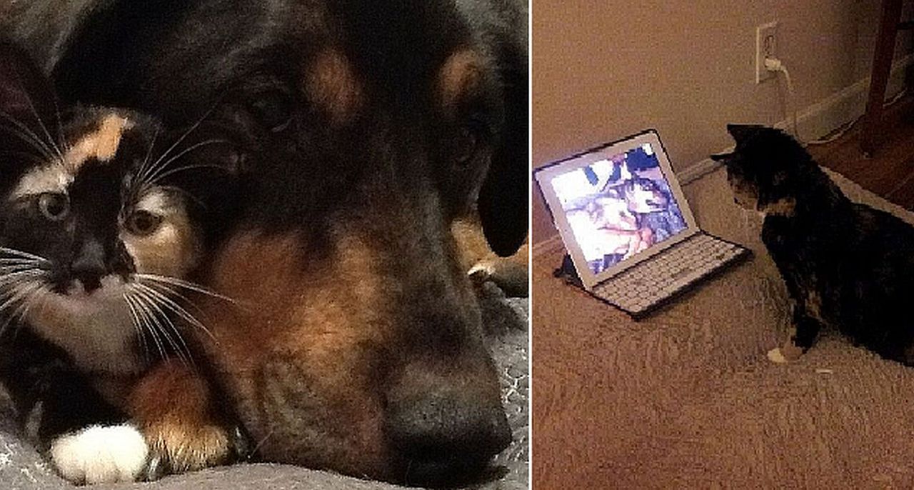 Zobacz, jak tęskni ten kot. I to za psem!