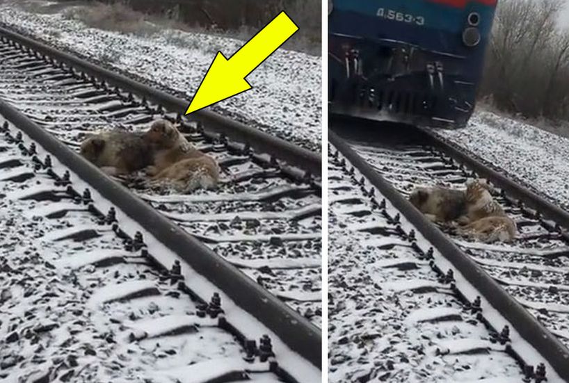 Pies ryzykował życie, by ocalić ukochaną