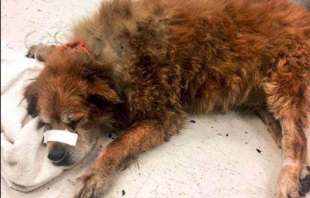 Pies-bohater uratował swoją właścicielkę z pożaru domu. Przykrył ją własnym ciałem, by ochronić przed płomieniami