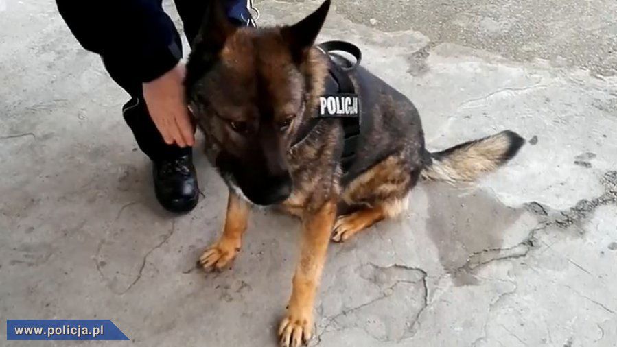 Policyjny pies uciekł z komendy. Rzucił się na przypadkową kobietę