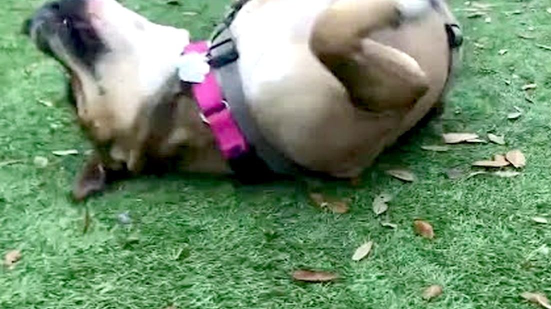 Zaginiony pies, Hazel. Odnalazł się dzięki... piwu.