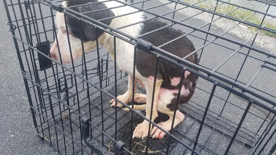 Wyciągnięta z jeziora suczka była ranna i wyziębiona