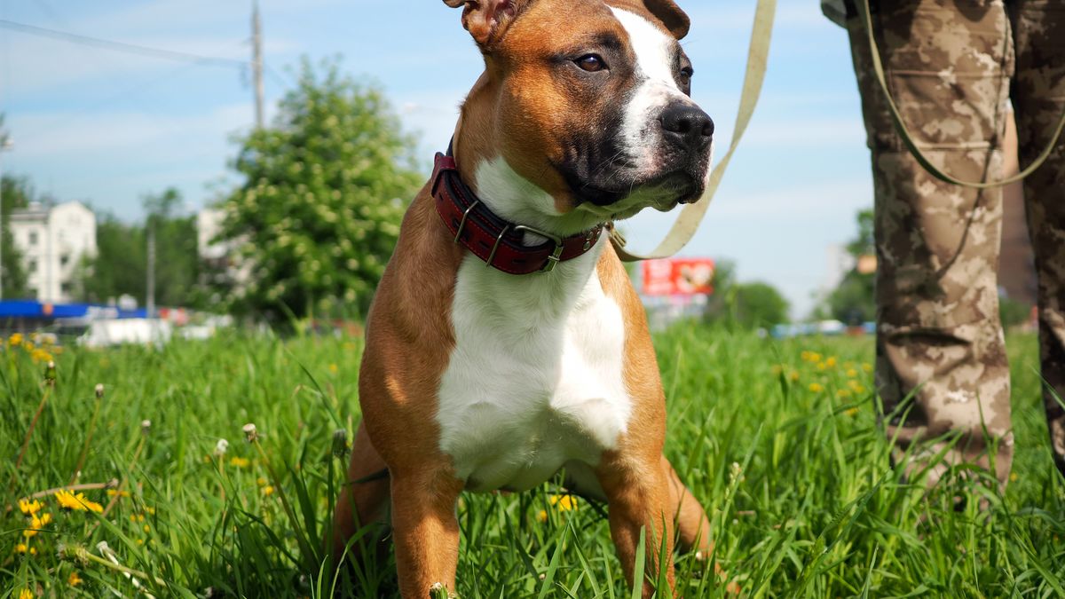 Cute dog on a walk. Friendly puppy. Green grass, blue sky