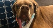 Był brzydki, więc skazali go na śmierć. Uroczy pies nareszcie znalazł prawdziwy dom