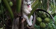 Husky utknął na palmie. Internauci jak zwykle dopisali