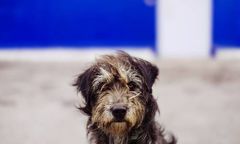 Zabił psa metalowym łomem. Grozi mu nawet 5 lat więzienia