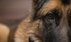 Psy zaatakowały dwójkę dzieci. Dziewczynka poważnie ranna