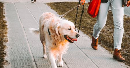 Zabawki dla psa na inteligencję - do zabawy samodzielnej i z właścicielem