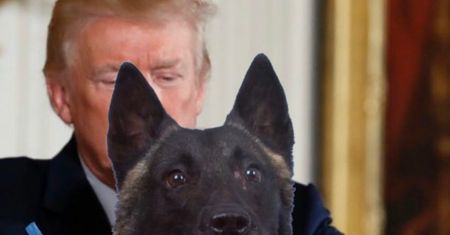 Śmierć lidera ISIS Abu Bakr al-Bagdadiego. Donald Trump wyśle zaproszenie dla psa z akcji