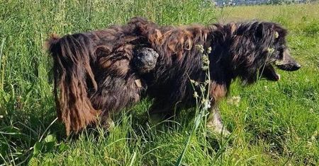 Jelenia Góra. Pies był potwornie zaniedbany. Miał guza wielkości melona
