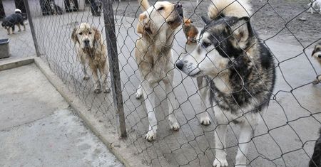 Ponad setka psów przetrzymywana pod Drohiczynem. "Mamy związane ręce"