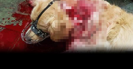 Były policjant dźgnął nożem psa. Historia ma drugie dno