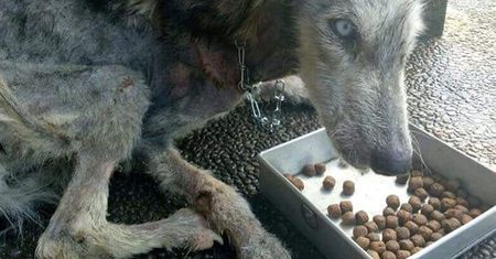 Znalazł husky'ego w opłakanym stanie. Zobacz, jak pies wygląda 10 miesięcy później