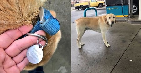 Myślał, że pies się zgubił. Zawieszka na obroży mocno go zdziwiła