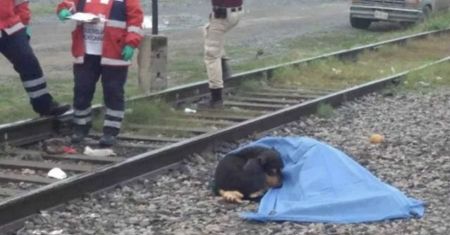 Pies wtulony w ciało opiekuna. Wzruszająca scena po wypadku