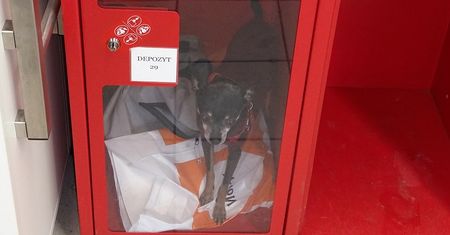 Piesek w depozycie. Klientka Auchan zamknęła go w szafce
