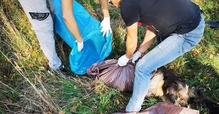 Brutalnie zabity pies znaleziony przy drodze. Trwają poszukiwania sprawcy