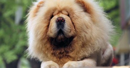 Chow chow i żyrafa. Co mają wspólnego?