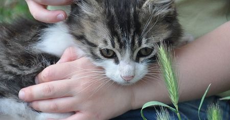 Praca marzeń. Klinika weterynaryjna poszukuje pracowników do tulenia kociąt