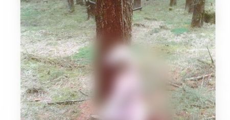 Ktoś powiesił psa na drzewie. Zwierzę konało w męczarniach