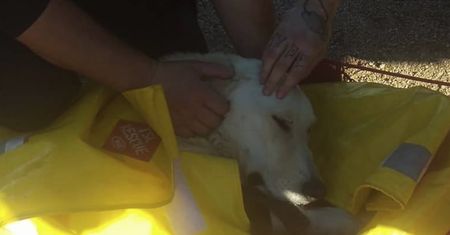 Niezwykła akcja ratowania psa. Zagubiony labrador przetrwał w Karkonoszach trzy tygodnie